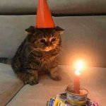 Candle kitten