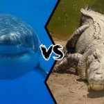 Shark vs Croc