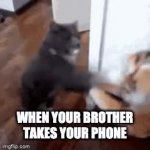When your brother takes your phone GIF Template