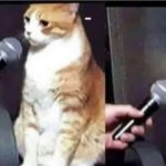 Interviewer cat