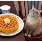 Cat smiling at waffle