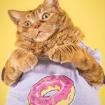 Chonk Cat donut