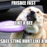 Dog hit by frisbee | FRISBEE FAST; LIKE A BEE; FRISBEE STING HURT LIKE A BEE | image tagged in dog hit by frisbee | made w/ Imgflip meme maker