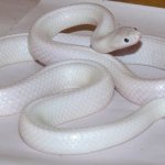 Albino Snake