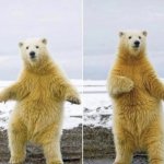 Bear dance meme