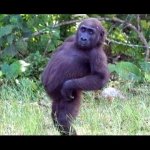 posing gorilla