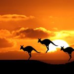 Kangaroo sunset meme