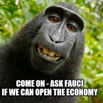 funny monkey | COME ON - ASK FAUCI 
IF WE CAN OPEN THE ECONOMY | image tagged in funny monkey | made w/ Imgflip meme maker