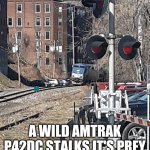 P42DC | A WILD AMTRAK P42DC STALKS IT'S PREY | image tagged in sneaky | made w/ Imgflip meme maker