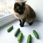 Cat scared of cucumber meme