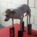 Chihuahua on beer cans
