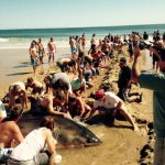 Morons Saving a Great White