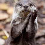 Slow-Clap Otter | ARE WE DUN WIV; ZE CLAPPIN YET? | image tagged in slow-clap otter | made w/ Imgflip meme maker