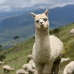 Llama