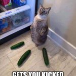 Cucumber Cat | FEAR OF WORMSIGN; Arakis; GETS YOU KICKED OUT OF THE FRIDGE | image tagged in cucumbers cat,wormsign | made w/ Imgflip meme maker