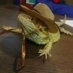 Indiana Bearded Dragon