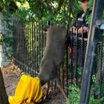 Hooded deer stuck in fence