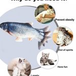 Why you need it | image tagged in why you need it,fish,cats,sad cats,funny cats,fat cats | made w/ Imgflip meme maker