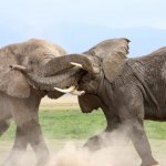 elephant fight