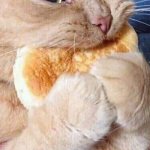 waffle cat