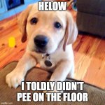 Puppy dog eyes | HELOW; O; I TOLDLY DIDN'T PEE ON THE FLOOR | image tagged in puppy dog eyes | made w/ Imgflip meme maker