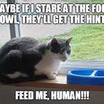 Feed me | MAYBE IF I STARE AT THE FOOD BOWL, THEY'LL GET THE HINT... FEED ME, HUMAN!!! | image tagged in cat waiting for food | made w/ Imgflip meme maker
