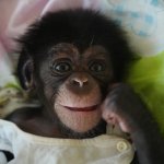 Baby chempanzee