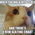 My own meme template! What do y'all think? | WHEN YOU WALK INTO CLASS; AND THERE'S A NEW SEATING CHART | image tagged in shocked cat | made w/ Imgflip meme maker
