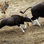 Tiger chasing guar