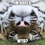 wyd | IM BORED; WYD? | image tagged in wyd tiger | made w/ Imgflip meme maker