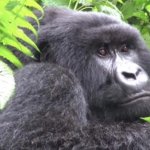 Mountain Gorilla in Africa