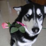 Dog with flowers meme