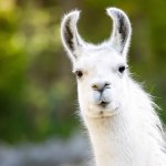 Top llama