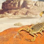 Egyptian deathstalker scorpion