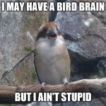 Talking Bird | I MAY HAVE A BIRD BRAIN; BUT I AIN'T STUPID | image tagged in talking bird | made w/ Imgflip meme maker