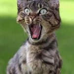 Outraged pussy with two ears
