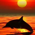 Sunrise Dolphin