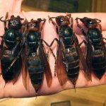 murder hornets