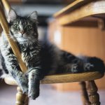 Cat on chair