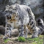 Angry snow leopard