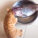 Fish Eating Cat