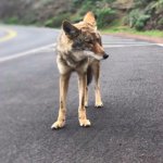 Road Coyote