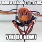 stay inside cuz there be murder hornets. | IF YOU DIDNT HAVE A REASON TO STAY INSIDE BEFORE.. YOU DO NOW! | image tagged in murder hornet | made w/ Imgflip meme maker