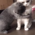 Huggy Kitty GIF Template