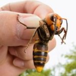 Murder hornet