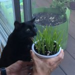 Cat grass cat