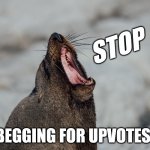 Stop begging | STOP; BEGGING FOR UPVOTES! | image tagged in seal,animal,yawning,yawn,screaming | made w/ Imgflip meme maker
