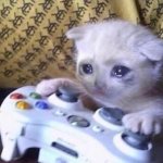 Sad Gamer Cat