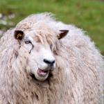 emo sheep
