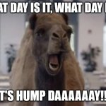 Hump Day Camel | WHAT DAY IS IT, WHAT DAY IS IT; IT'S HUMP DAAAAAAY!!! | image tagged in hump day camel,wednesday | made w/ Imgflip meme maker